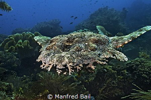 wobbegong swimming by Manfred Bail 
